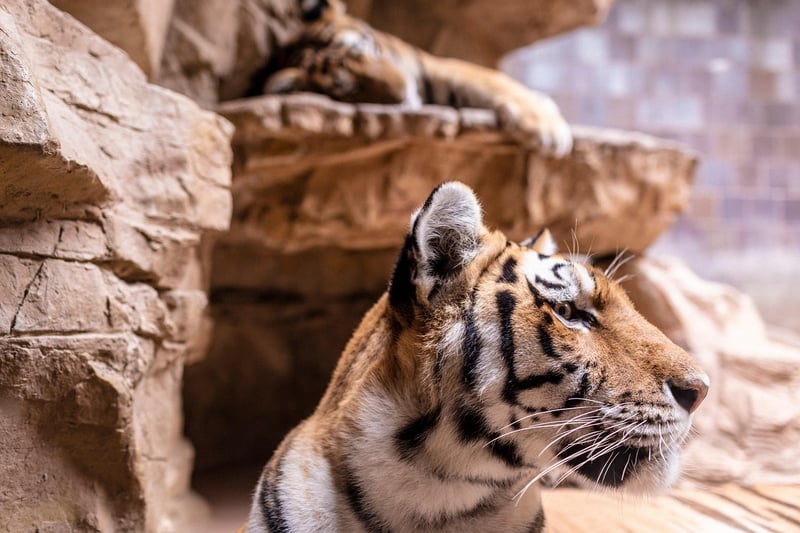 Animal Sanctuaries