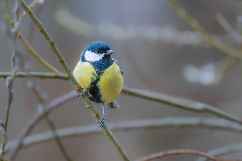 Bird Watching