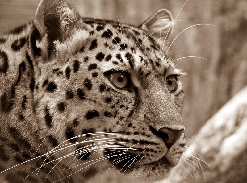 Wildlife Safari