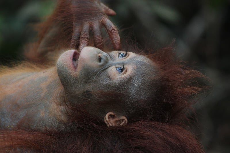 Orangutan Sanctuary