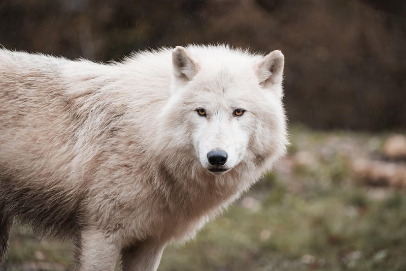 Wolf Sanctuary